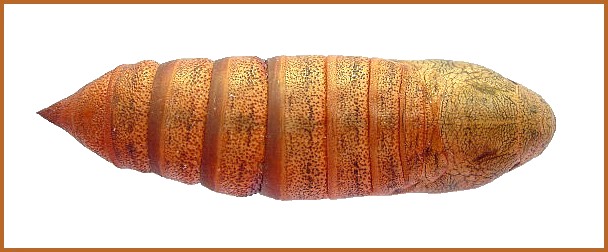 Pupa of Hyles euphorbiae euphorbiae (dorsal view), Madzharovo, Bulgaria. Photo: © Tony Pittaway.