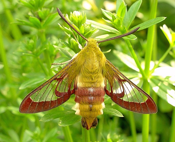 Adult male Hemaris fuciformis fuciformis, England, UK. Photo: © Tony Pittaway.