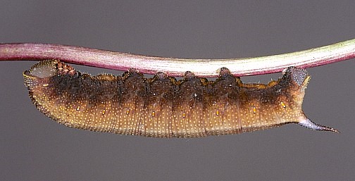 Brown larval form, Var Province, France. Photo: © J.-M. Bompar.