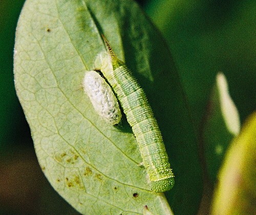 Larva of Hemaris fuciformis fuciformis with Cotesia cocoon, Belarus. Photo: © Serge Yevdoshenko.