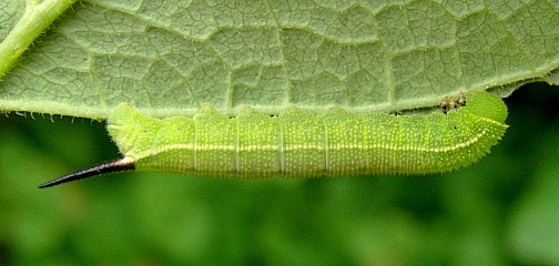 Third instar larva of Hemaris fuciformis fuciformis, Catalonia, Spain. Photo: © Tony Pittaway.