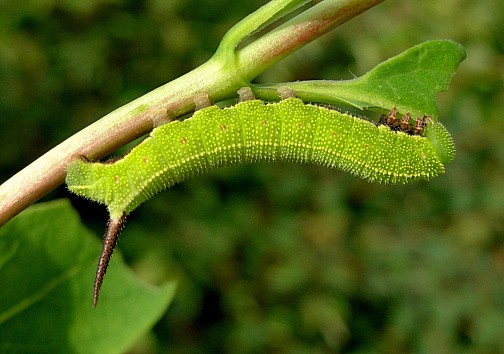 Fourth instar larva of Hemaris fuciformis fuciformis, Catalonia, Spain. Photo: © Tony Pittaway.