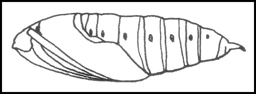 Pupa of Hemaris fuciformis fuciformis, England, UK. Image: © Tony Pittaway.