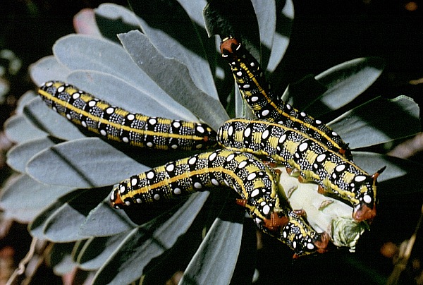 Full-grown larvae of Hyles tithymali mauretanica, Middle Atlas, Morocco. Photo: © John Tennent.