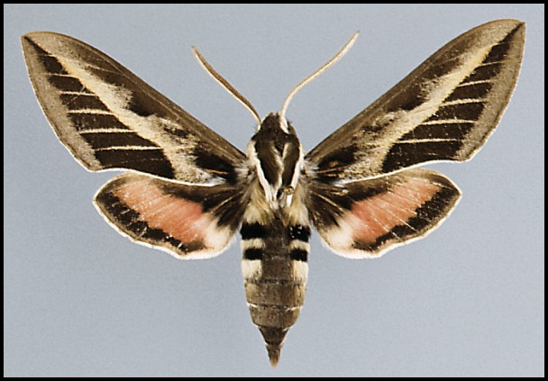 Male Hyles nervosa, Safed Koh Mountains, Afghanistan.