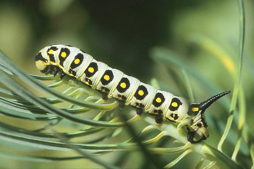 Part grown third instar larva of Hyles nicaea nicaea, Ardèche, southern France. Photo: © S. Wambeke.