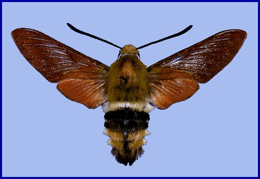 Adult Hemaris rubra, Kashmir.