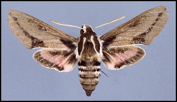 Male Hyles salangensis, Salang Pass, Afghanistan.