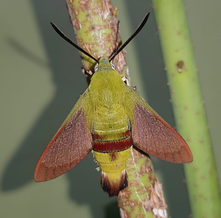 Male Hemaris saundersii with pre-flight scales, Khyber Pakhtunkhwa, Pakistan, 2018. Photo: © Serge Yevdoshenko.