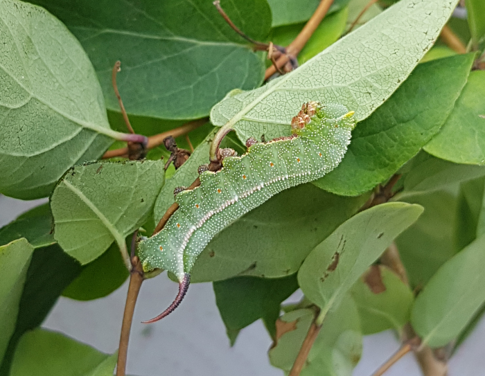 Early final instar blue-green form larva of Hemaris saundersii, Khyber Pakhtunkhwa, Pakistan, 2018. Photo: © Serge Yevdoshenko.