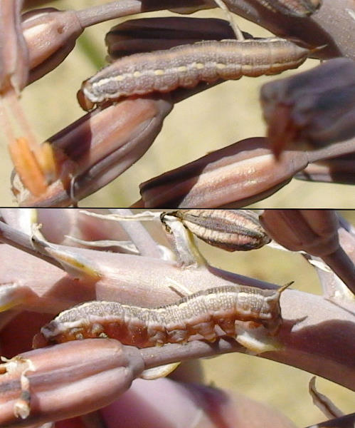Second instar larvae of Hyles svetlana, Kazakhstan. Photo: © Dmitry Shovkoon.