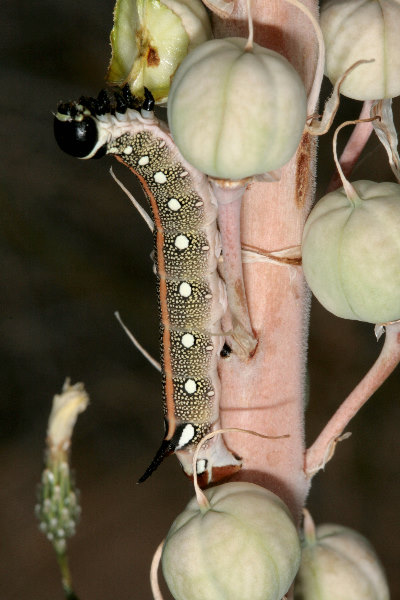 Final instar black-headed larva of Hyles svetlana, Kazakhstan. Photo: © Dmitry Shovkoon.