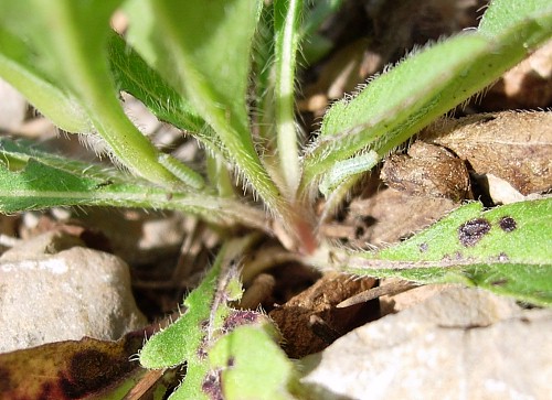 Young larvae of Hemaris tityus showing typical feeding damage, Catalonia, Spain. Photo: © Ben Trott.