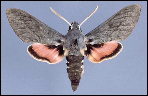 Male Hyles vespertilio, Villach, Austria. Photo: © Tony Pittaway.