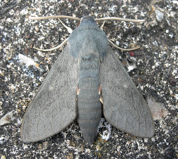 Male Hyles vespertilio, Trigrad Gorge, Bulgaria. Photo: © Tony Pittaway.