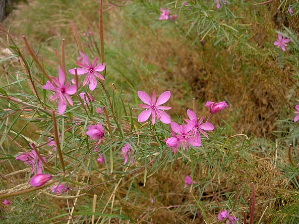 Main hostplant of Hyles vespertilio -- Epilobium dodonaei, Trigrad Gorge, Bulgaria. Photo: © Tony Pittaway.