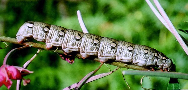 Full-grown larva of Hyles vespertilio, Austria. Photo: © Tony Pittaway.