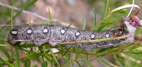 Full-grown larva of Hyles vespertilio, la Combe Chave, l'Alpes d'Huez, France. Photo: © Jean Haxaire.