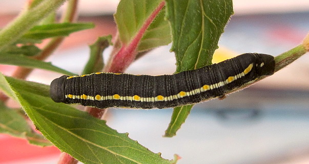 Freshly moulted fourth instar larva of Hyles vespertilio, Estoublons, l'Alpes de Hautes Provence, France, 8.vi.2012. Photo: © Pascal Régnier.