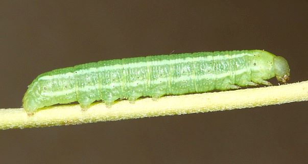 Second instar larva of Hyles vespertilio, l'Alpes dHuez, France, 2000m. Photo: © Jean Haxaire.