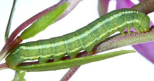 Third instar larva of Hyles vespertilio, l'Alpes dHuez, France, 2000m. Photo: © Jean Haxaire.