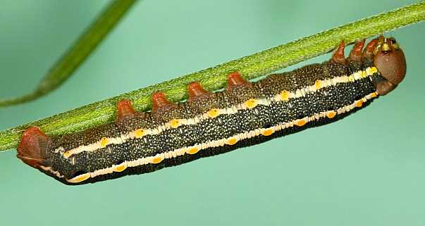 Early stage fourth instar larva of Hyles vespertilio, l'Alpes dHuez, France, 2000m. Photo: © Jean Haxaire.
