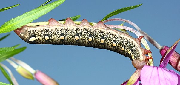 Part-grown final instar larva of Hyles vespertilio, l'Alpes dHuez, France, 2000m. Photo: © Jean Haxaire.