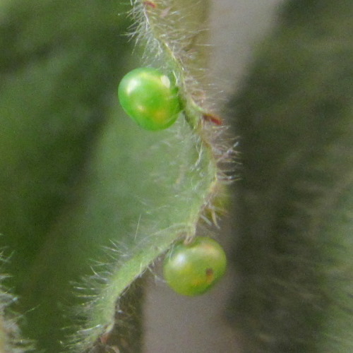 Mature eggs of Hyles vespertilio, Estoublons, l'Alpes de Hautes Provence, France, 8.vi.2012. Photo: © Pascal Régnier.