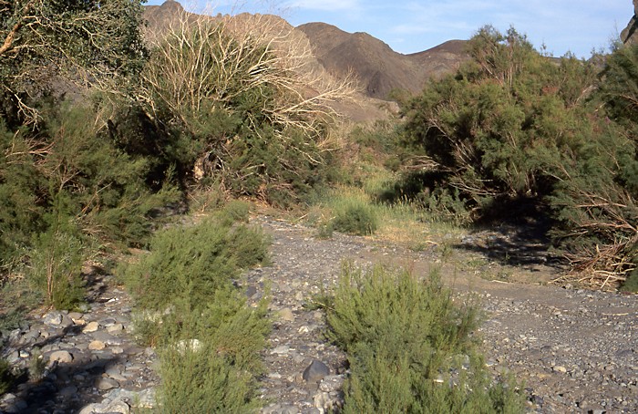 Typical open riverine habitat of Hyles chamyla, Turpan area, Xinjiang, China. Photo: © Tony Pittaway.