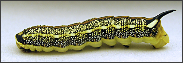 Full-grown yellow morph larva of Hyles zygophylli, Almaty area, Kazakhstan, bred 2017. Photo: © Anna Hundsdörfer