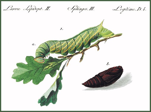 A plate from Hübner (1793[1842]).
