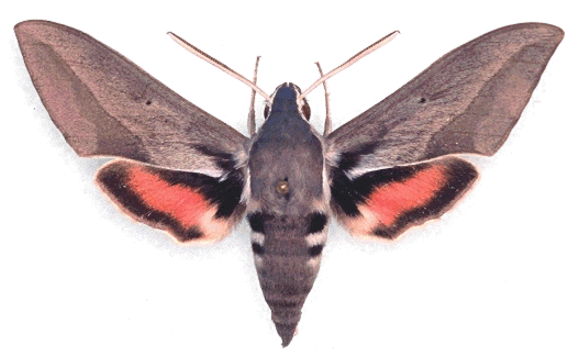 Adult of the natural hybrid Hyles hippophaes hippophaes x Hyles vespertilio, southern France. Photo: © J.-M. Bompar.