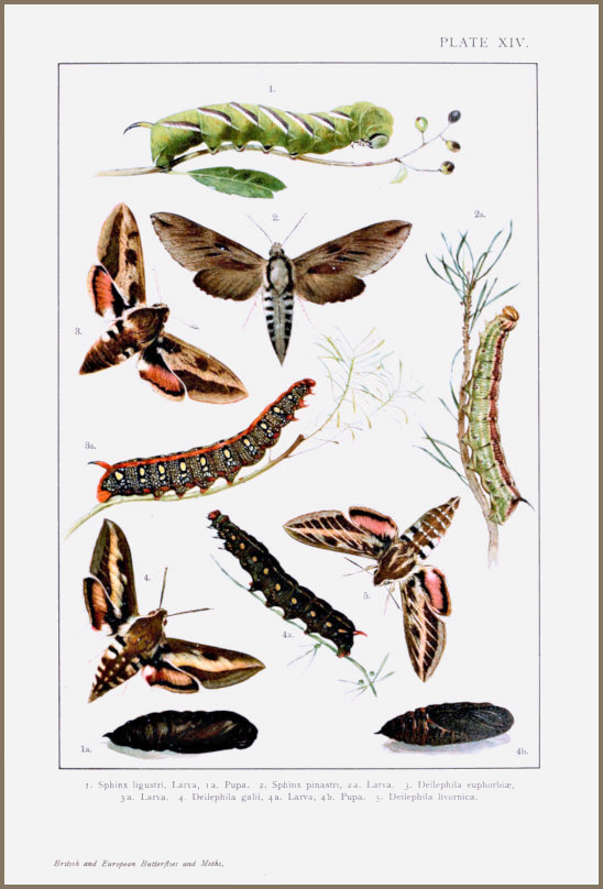 A plate from Kappel, ca. 1895.
