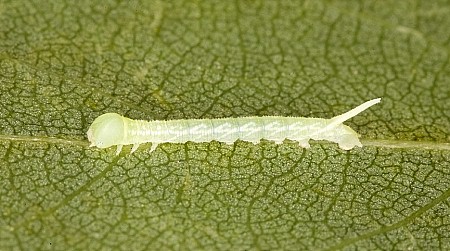 First instar larva of Laothoe austauti, Dadés Gorge, Morocco. Photo: Frank Deschandol.