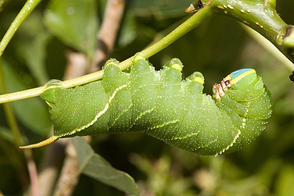 Final instar larva of Laothoe austauti, Dadés Gorge, Morocco. Photo: Frank Deschandol.