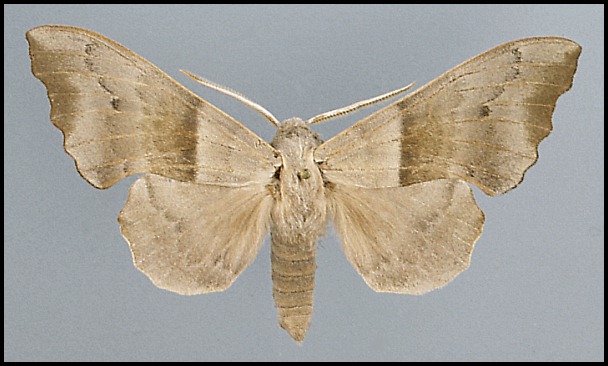 Male Laothoe philerema, Tigrovaja Balka Reserve, Tajikistan.