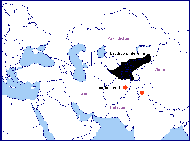 Global distribution of Laothoe witti. Map: © Tony Pittaway.