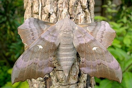 Typical female form of Laothoe populi populi, Oxfordshire, England. Photo: © Tony Pittaway