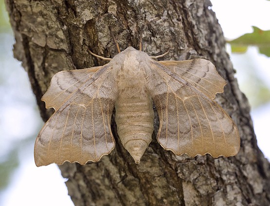 Female Laothoe populi populi, southern France. Photo: © Frank Deschandol.