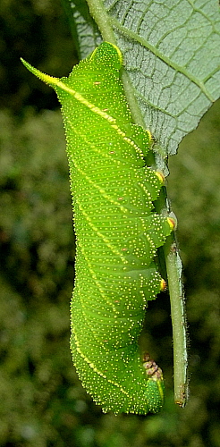 Full-grown green form larva of Laothoe populi populi, Oxfordshire, England. Photo: © Tony Pittaway.