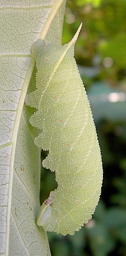 Full-grown pale green form larva of Laothoe populi populi, Oxfordshire, England. Photo: © Tony Pittaway.