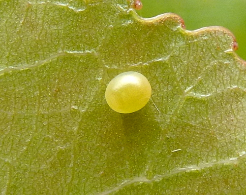 Sun-blushed egg of Laothoe populi populi, Oxfordshire, England. Photo: © Tony Pittaway.