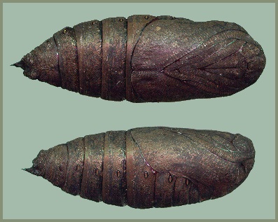 Pupa of Laothoe populi populi, Oxfordshire, England. Photo: © Tony Pittaway.