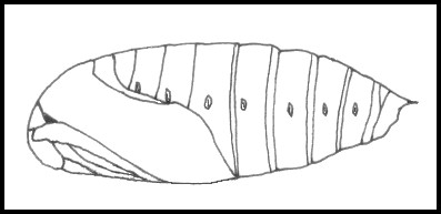 Pupa of Laothoe populi populi, Oxfordshire, England. Image: © Tony Pittaway.