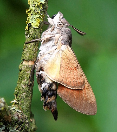 Adult Macroglossum stellatarum expanding wings, Laplume, France. Photo: © Jean Haxaire.