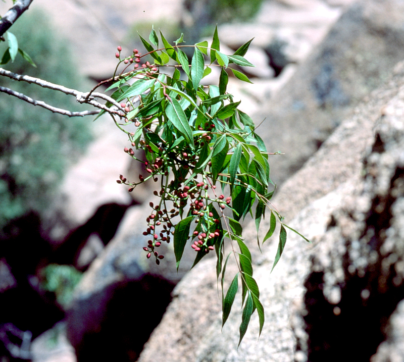 Pistacia palaestina. Photo: © Tony Pittaway.