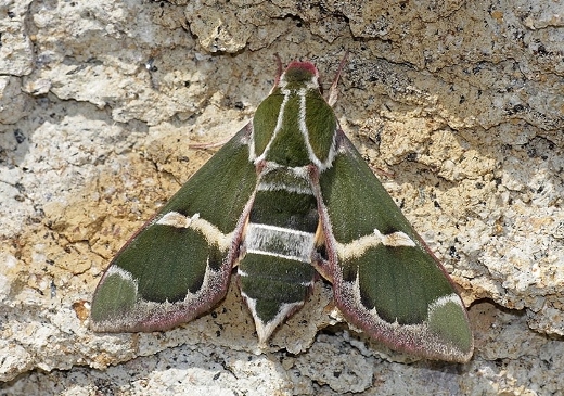 Female Rethera komarovi drilon, Bulgaria. Photo: © Emil Enchev.