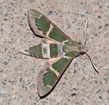 Male Rethera komarovi rjabovi, Karadut, Nemrut Dagi, Turkey. Photo: © Cor Zonneveld.