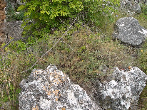 Hostplant (Galium) of Rethera komarovi drilon in typical location, Kresna Gorge area, Bulgaria. Photo: © Tony Pittaway.