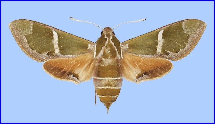 Female Rethera komarovi stipularis, Zeravshan Mountains, Kitab State Geological Reserve, Uzbekistan. Photo: © NHMUK.